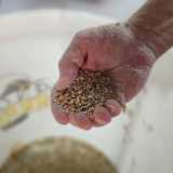 A illustrarci il processo produttivo � Fra Marco, che ci indica i sacchi i sacchi di malto e orzo...